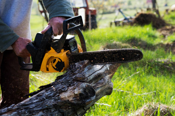 Best Tree Preservation Services  in Chebanse, IL