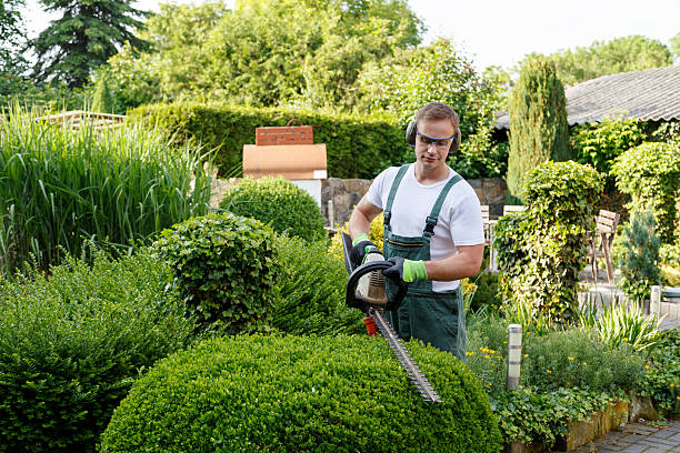 Best Seasonal Cleanup (Spring/Fall)  in Chebanse, IL