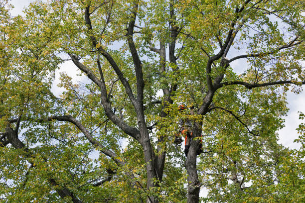 How Our Tree Care Process Works  in  Chebanse, IL